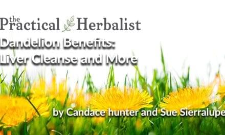 Dandelion Benefits: Liver Cleanse and Detox is Just the Beginning