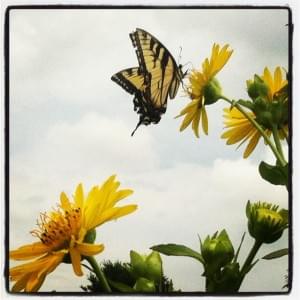 calendula and butterfly