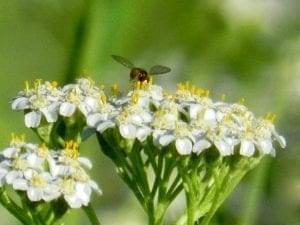 yarrow and bug