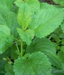 lemon balm leaves