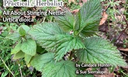 All About Stinging Nettle: Urtica Dioica Plant Medicine