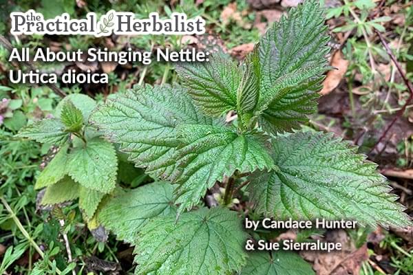 Nettle Leaves for Skin, to Protect and Mineral-Rich