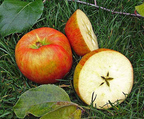 An Apple A Day Survival Tale