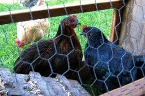 chickens in isolation