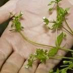 Chickweed in hand