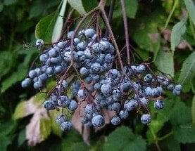 elderberryfrontpage