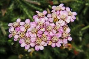 pink yarrow