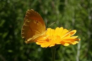 calendula