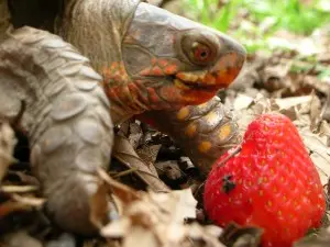 tortoise and strawberry