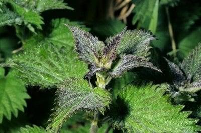 Stinging Nettle: Resource Guide to Home Remedies using Urtica sp.