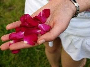 hand full of petals