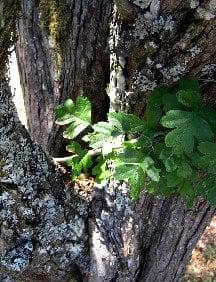 hawthorn bark