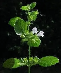 lemonbalmflower