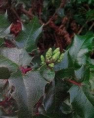 Oregon Grape Buds