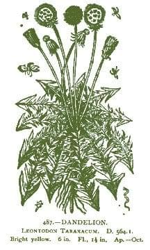 Dandelion – Pocket Herbal