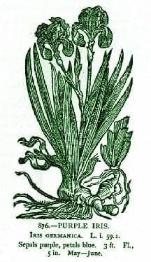 Iris – Pocket Herbal