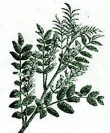 Licorice – Pocket Herbal