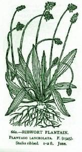 plantainlancolatagreen