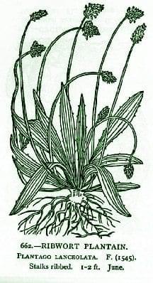 Plantain – Pocket Herbal