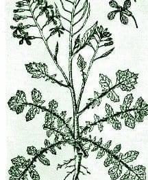 Radish – Pocket Herbal