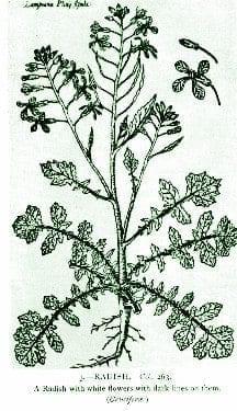 Radish – Pocket Herbal