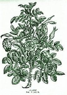 Rose – Pocket Herbal