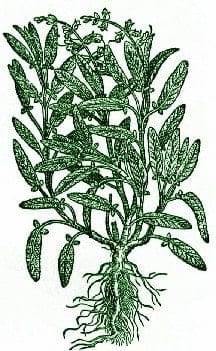 Sage – Pocket Herbal
