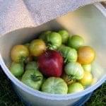 green tomatoes