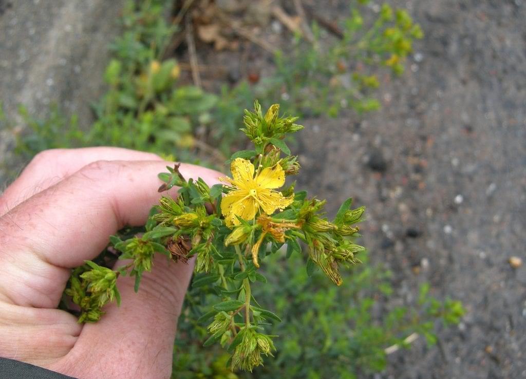 saint johns wart