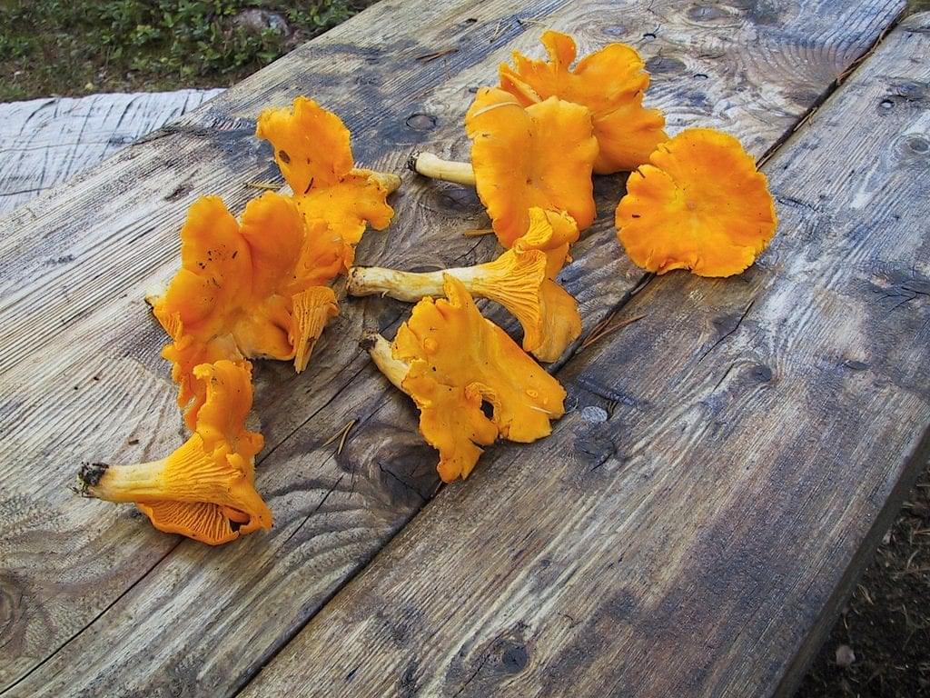 chanterelles