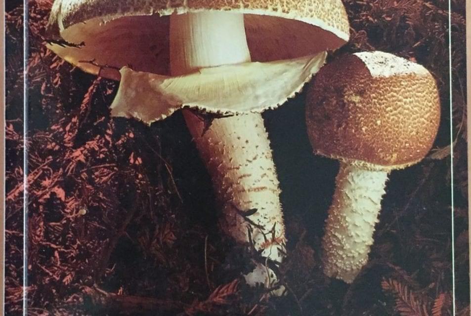 Mushrooms Demystified by David Arora