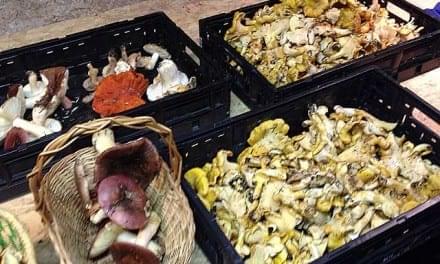 Practical Herbalist Mushroom Trip (Beginner Tips Included)