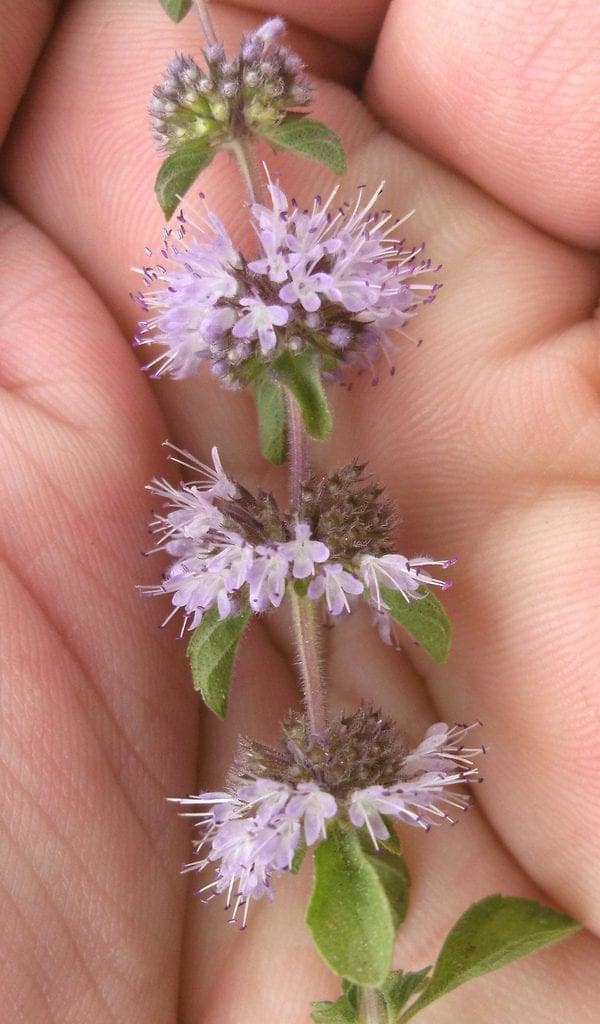 pennyroyal flower