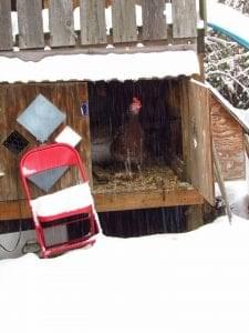 chickens in chicken coop surrounded by snow
