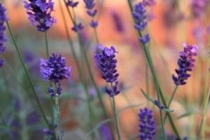 lavender in a field