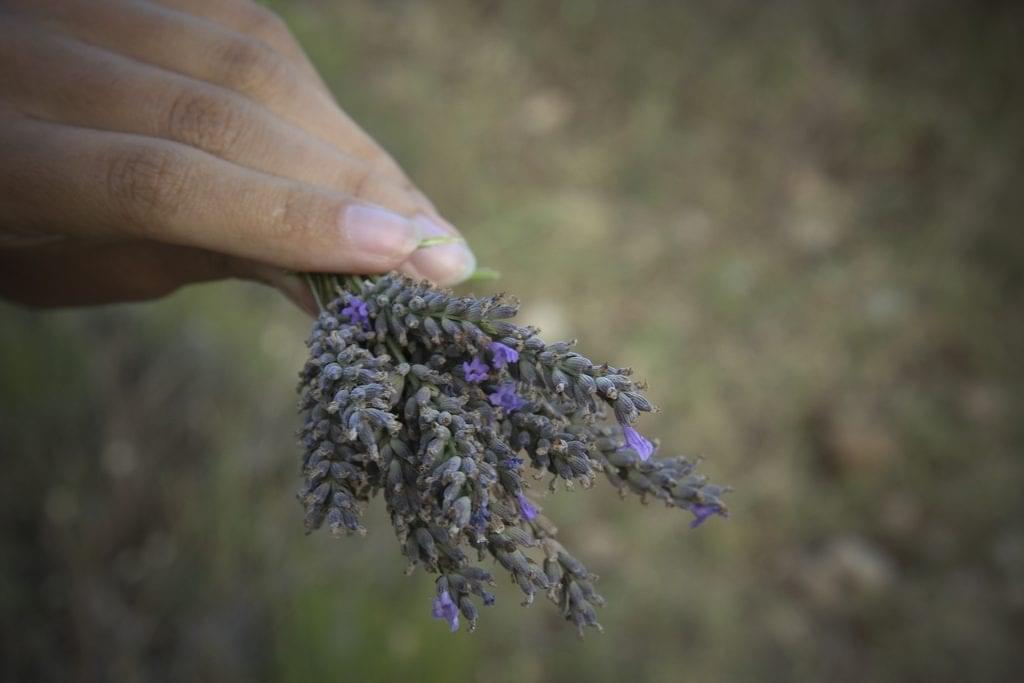 lavender sprig