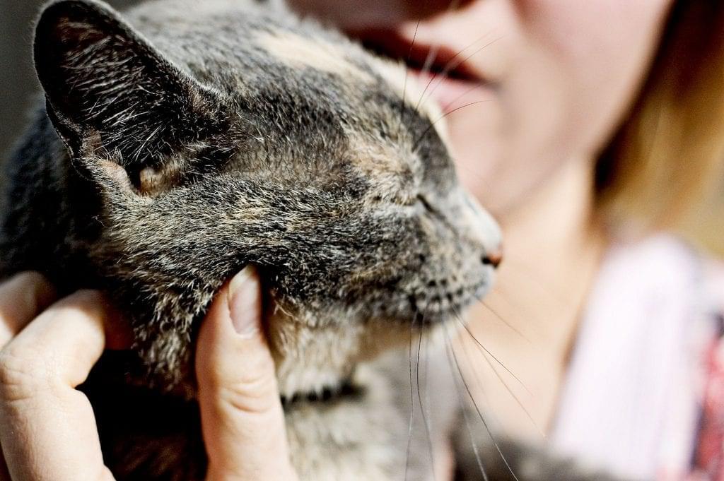 cat being held by person