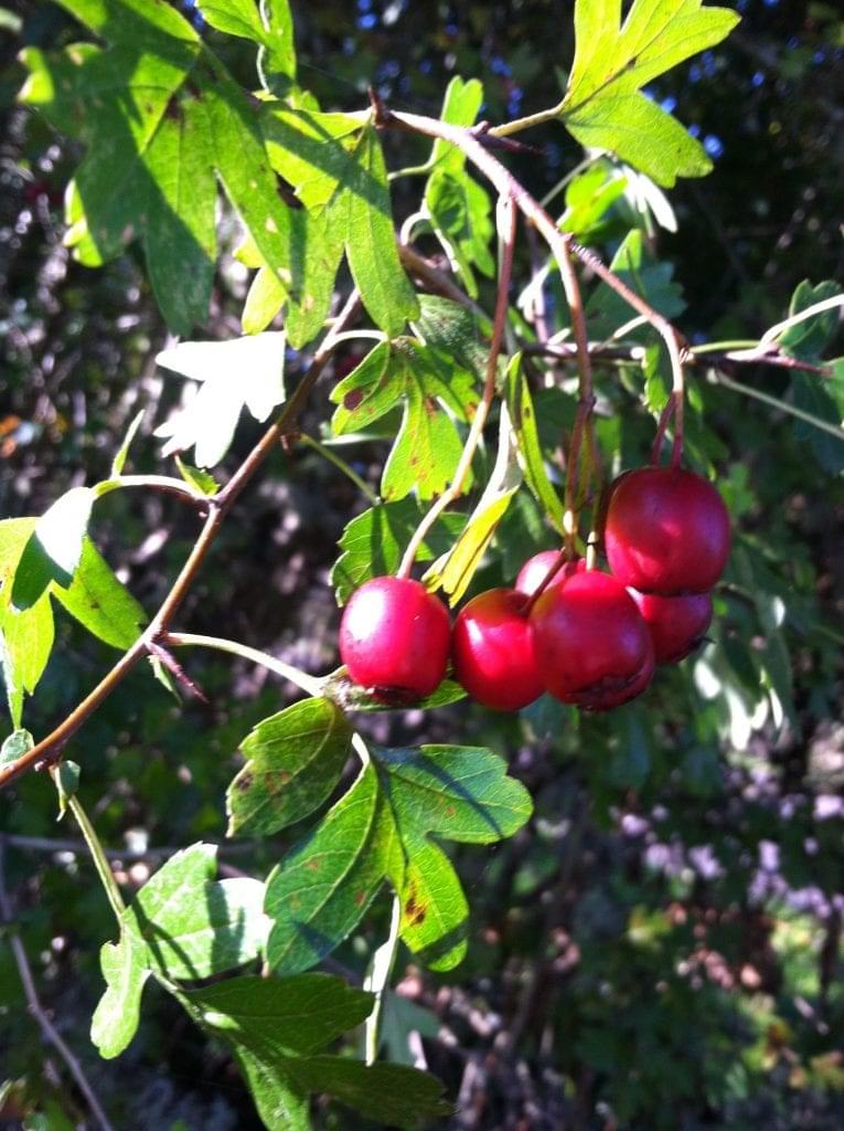 hawthorn berries