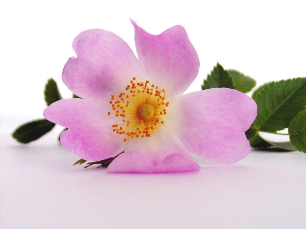 wild rose