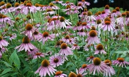 Immune-Boost Supplement Blend with Echinacea