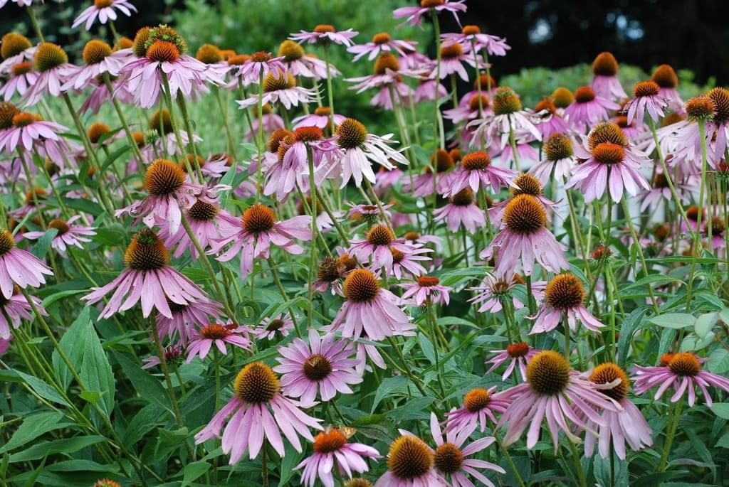 Immune-Boost Supplement Blend with Echinacea | The Practical Herbalist