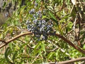 elderberry1