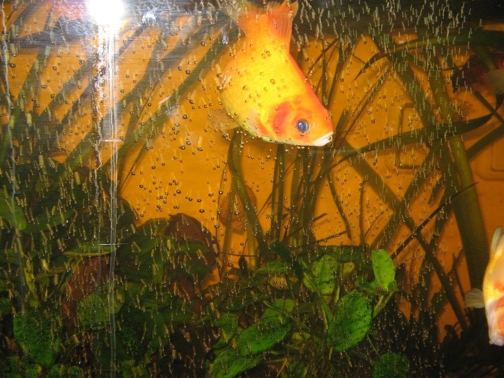 Goldfish gardener