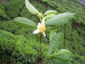 Camellia_sinensis_flower_tea