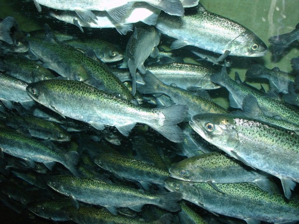 school of salmon
