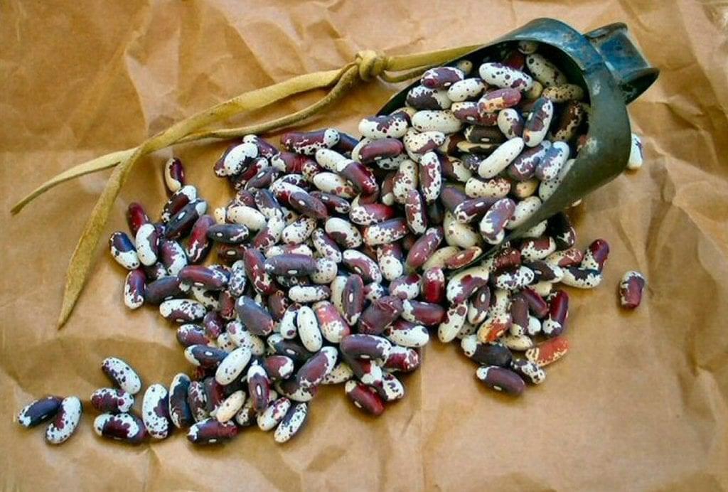 bean seeds