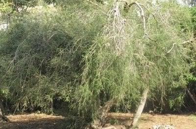 Tea Tree: Herb of the Shaman
