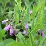 Comfrey is high in minerals soft water states lack.