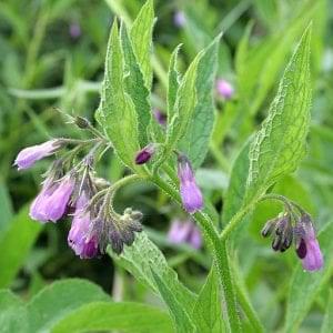 comfrey flowers