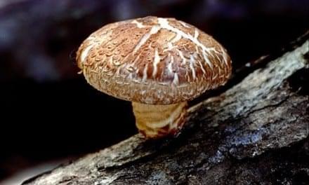 Fungi Medicine: Mushrooms Offer Real Therapeutic Value